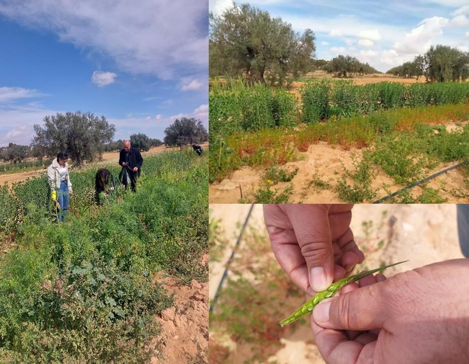 Olive trees and fenugreek.jpg